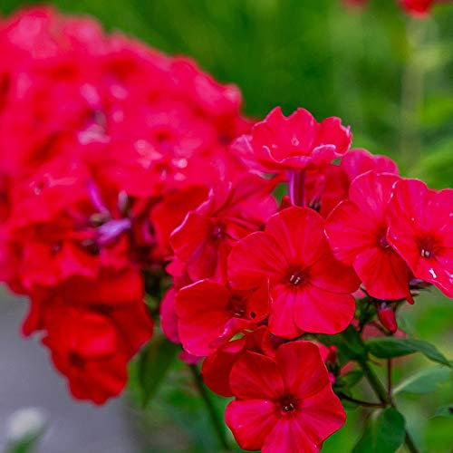 Phlox Paniculata 'Red Riding Hood' Colourful Border Perennial 2X 1 Litre Pot by Thompson and Morgan (2)