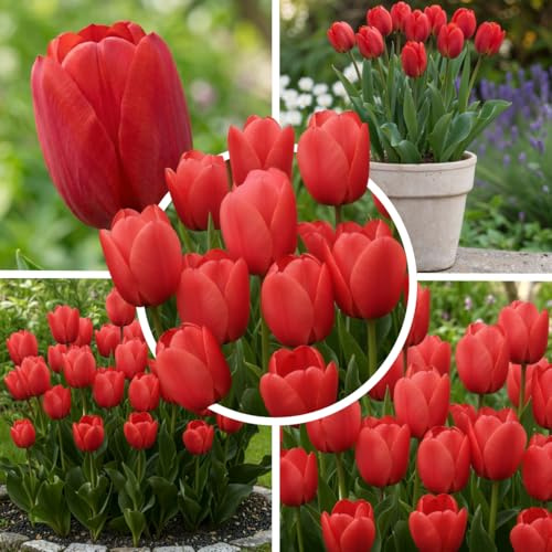 FLORIUM Tulpenzwiebeln Single Exklusive rote Tulpen aus Holland Töpfe – 25 | Einfachblühende Tulpen aus Holland, 25 winterharte Zwiebeln, klassisch rote Blüten für Garten, Beet, Topf und Balkon