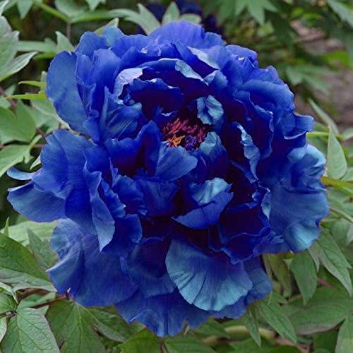 Doppelte Pfingstrose in gemischten Farben zum Verkauf | Paeonia Sukkulente Rhizomi Plantage im Freien