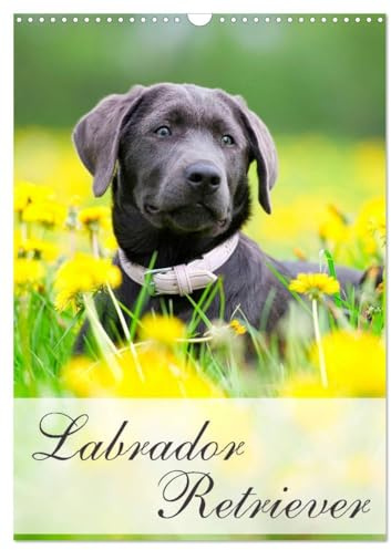 Labrador Retriever (Wandkalender 2026 DIN A3 hoch), CALVENDO Monatskalender (CALVENDO Tiere)