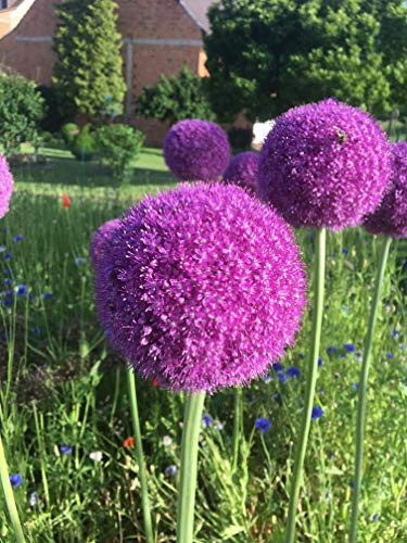 Blumenzwiebeln Alliumzwiebeln Allium Ambassador (3 Zwiebeln)