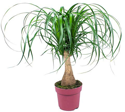 Bloomique - Beaucarnea Recurvata - Elefantenfuß - Zimmerpflanzen - Luftreinigend - Tierfreundlich - Pflegeleicht - 50-70 cm Hoch - Topf 19 cm