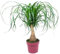 Bloomique - Beaucarnea Recurvata - Elefantenfuß - Zimmerpflanzen - Luftreinigend - Tierfreundlich - Pflegeleicht - 50-70 cm Hoch - Topf 19 cm