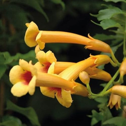 Amerikanische Milinas Judy 2L - Garten Pflanzen mit schönen Blüten - Die perfekte Dekoration für Ihr Grundstück - Für Anfänger und professionelle Gärtner - Eine schöne Blume Pflanze