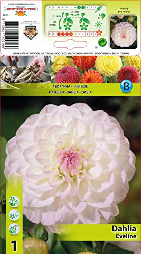 Ausverkauf Dahlienknolle : Dahlia - Dahlie Dekodahlie  Eveline  1 Knolle/Rhizom