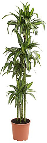 Dehner Drachenbaum Hawaiian Sunshine, zweitriebig, 170-180 cm, Ø Topf 27 cm, Zimmerpflanze