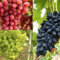 Weinreben kaufen winterhart zwiebeln,winterhart,klettererdbeeren Pflanzen,Vitis vinifera weinrebe,Weintrauben Pflanzen Kernlos winterhart Süße,trauben pflanzen,tafeltraube.-4 zwiebeln-A