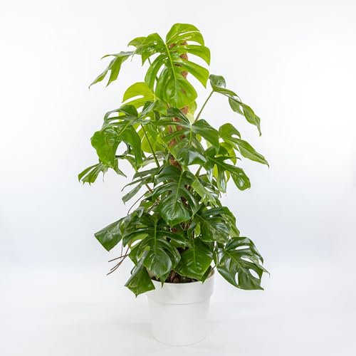 Pianta vera di Monstera deliciosa - Diametro Vaso Ø 30 cm