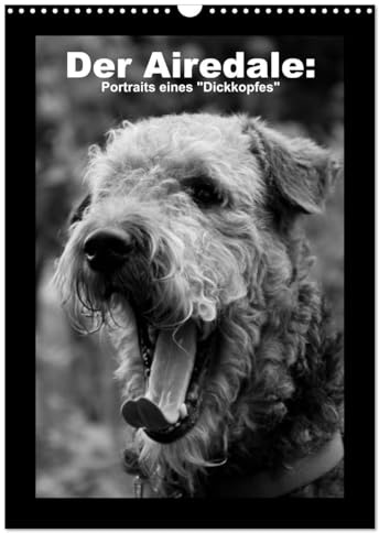 Der Airedale: Portraits eines Dickkopfes (Wandkalender 2026 DIN A3 hoch), CALVENDO Monatskalender: Der liebenswerte Airedale hat viele ... möchte keinen anderen mehr! (CALVENDO Tiere)