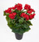 Seidenblumen Roß Begonie 38cm rot im Topf LM Kunstpflanzen Kunstblumen künstliche Blumen Pflanzen Begonienbusch
