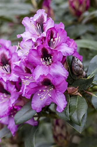 Rhododendron Hybride 'Libretto' 30-40 cm – Winterhart, Immergrün, Mehrjährig – Rhododendron – Zierstrauch für Garten & Sichtschutz