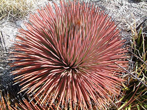 10 Red Hedgehog Agave Stricta Rubra Purple Ball Flower Succulent Cactus Seeds : Seeds Only (Not live plants)