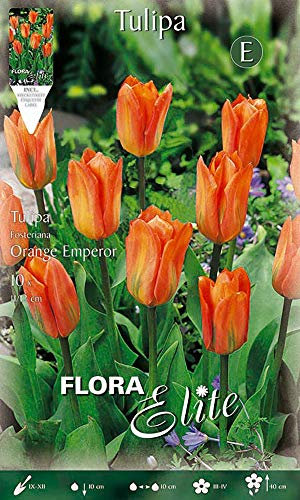 Flora Elite 233319 Fosteriana Tulpe Orange Emperor (oranger Kaiser) (10 Stück) (Tulpenzwiebeln)