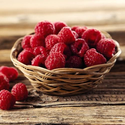 Organic Raspberry Autumn Bliss - Heavy Crop of Large Red Berries - Disease-Resistant Variety for Easy Growing - Perfect for Small Gardens and Containers - 1x 1.7Litre Potted Plant By Thompson & Morgan