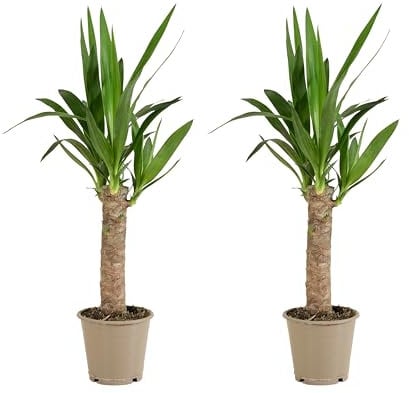 Bloomique - Set di 2 - Yucca Elephantipes - Giglio di palma - Piante d'appartamento - Purificante dell'aria - Facile da mantenere - Vaso 12 cm - Altezza 35-45 cm