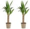 Bloomique - Set di 2 - Yucca Elephantipes - Giglio di palma - Piante d'appartamento - Purificante dell'aria - Facile da mantenere - Vaso 12 cm - Altezza 35-45 cm