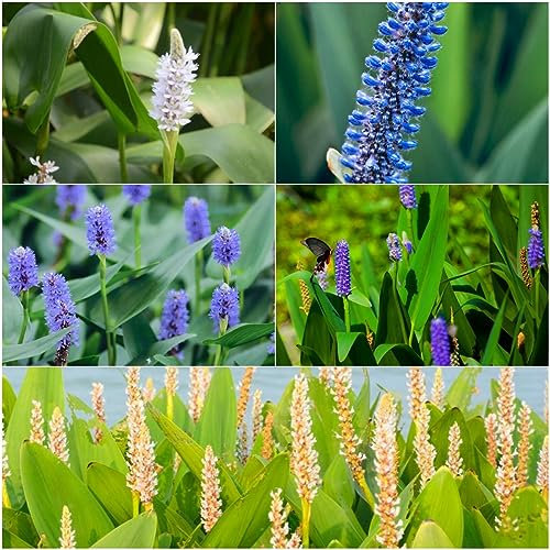 300 pcs Hechtkraut samen - gartenblumen baumsamen,Pontederia cordata, bloom bienenfreundliche blumensamen robuste balkonpflanzen winterhart winterharte pflanzen für garten winterfeste