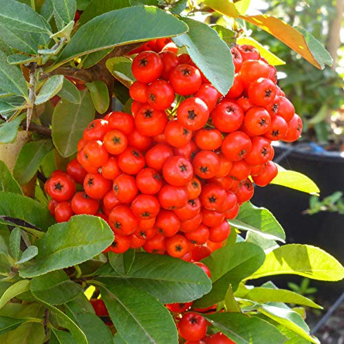Pyracantha coccinea a bacca rossa, 15 piante con altezza 40/60, vaso Ø15