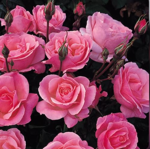 Hardy Garden Plants Queen Elizabeth Rose Plant in a 3 Litre Pot- Ideal for Cottage Gardens and Cut Flowers, Easy to Grow, 1x Queen Elizabeth Bush Rose Plants