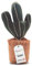 TOPANBIETER 999 Dekorativer Türstopper Kaktus Türhalter Fensterpuffer Bodenstopper (Kaktus)