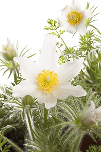 Pulsatilla vulgaris 'Alba' ca. 9x9 cm Topf - Küchenschelle, weiße Blüten, Blütezeit März-April, ideal für Steingärten, bienenfreundlich, pflegeleicht