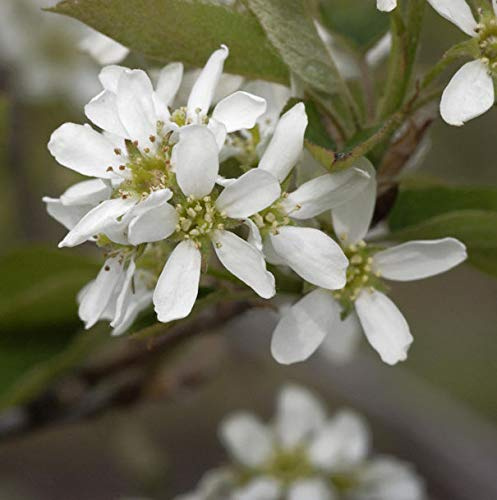 Echte Felsenbirne 80-100cm - Amelanchier rotundifolia - lebende Gartenpflanze aus den Baumschulen