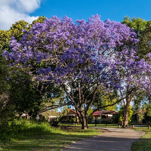 Pianta vera di Jacaranda mimosifolia