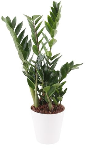 Glücksfeder, Zamie, echte Zimmerpflanze, Topfgröße 17 cm, Höhe circa 70 cm, Zimmerpflanzen für die Wohnung oder das Büro, pflegeleichte und luftreinigende Zamioculcas, Pflanzenversand