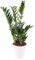 Glücksfeder, Zamie, echte Zimmerpflanze, Topfgröße 17 cm, Höhe circa 70 cm, Zimmerpflanzen für die Wohnung oder das Büro, pflegeleichte und luftreinigende Zamioculcas, Pflanzenversand