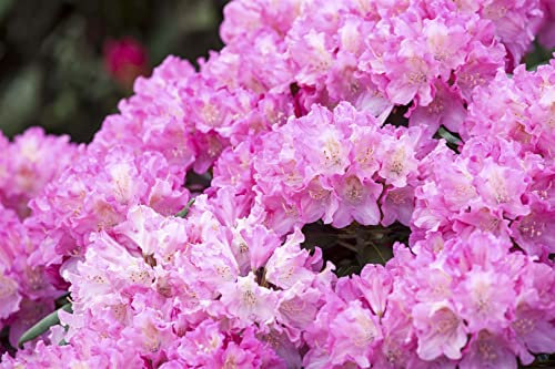 Rhododendron yak. 'Kalinka' 40-50 cm - Rhododendron, rosa Blüten, Blütezeit Mai-Juni, ideal für Halbschatten, immergrün, winterhart