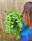 POWERS TO FLOWERS - AESCHYNANTHUS MONA LISA, pianta vera