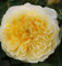 Englische Rose The Pilgrim 30-60cm - Gartenpflanze