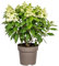 Ortensia - Hydrangea Paniculata - fiori bianchi - 70-80cm - Ø24cm - Pianta da giardino