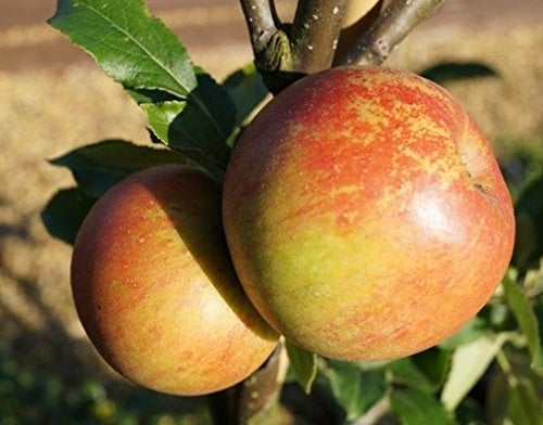 Apfelbaum Halbstamm Cox Orange, Winterapfel, Topfballen