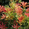 1 X PIERIS 'MOUNTAIN FIRE' IMMERGRÜNER STRAUCH ROBUSTE GARTENPFLANZE IM TOPF