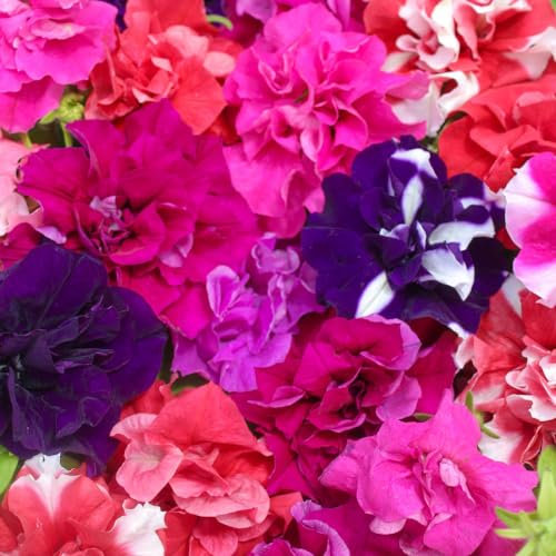 You Garden - 40 x Petunia Bolero Double Flowering Pro Plant Plugs Ready to Plant Out Plant Plugs for Gardens