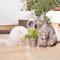 Katzengras Samen KräUter Katzengras Fertig Gewachsen WildkräUter Samen Cat Grass Bonsai Zimmerpflanzen Winterharte Balkonpflanzen Geschenk Garten Bio Saatgut Katzengras 300 StüCk