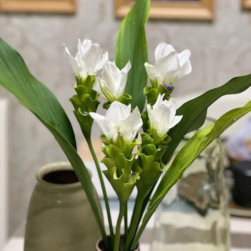 400 pcs Kurkuma Pflanze Samen - dekoration wohnzimmer Curcuma alismatifolia - gewächshaus balkon bonsai baum saatgut blumenbeet, exotische pflanzen winterhart gartenblumen, zimmerpflanzen