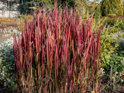 Imperata cylindrica 'Red Baron' Blutgras, 3 Stück, Winterhart, 40 cm Wuchshöhe, Volle Sonne, Violett