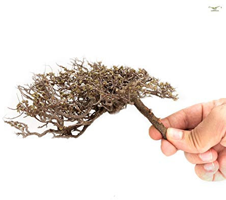 Garnelio Naturprodukte Flat Scapingtree - 12 bis 20 cm