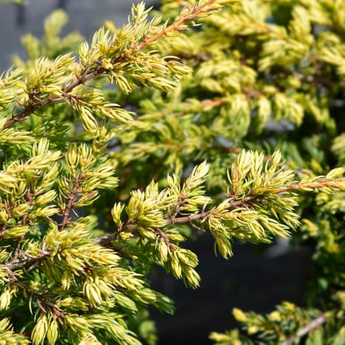Juniperus Chinensis 'Goldschatz' Low-Growing Golden Yellow Conifer Perfect for Ground Cover and Shrub Borders 2X 3 Litre Pots by Thompson and Morgan