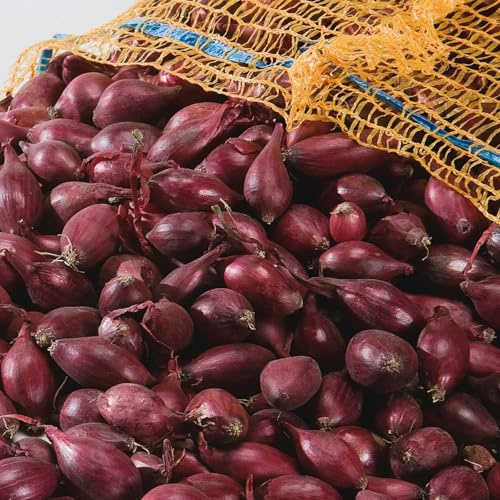 Carbeth Plants - Red Onion Sets Electric 250g - Autumn Planting | Winter Hardy - Easy to Grow Outdoor Planting Superior Growth - Sweet Flavoured Produce for Salads & Stir Fries