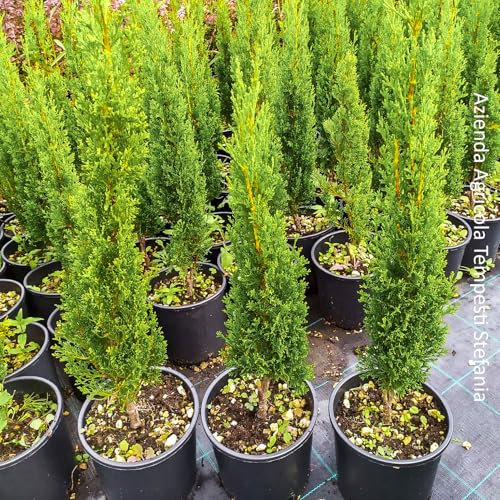 Cupressus Sempervirens Totem, confezione di 2 piante, altezza 60/80 cm, vaso Ø18, Cipresso toscano