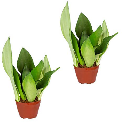Sansevieria 'Moonshine' pro 2 Stangen Kamerplant in Kwekerspot cm9 cm - 20-30 cm