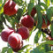 Potseed 10 Stück Dolce Pesca Halbzwerg Pfirsichbaum Bonanza pesche fresche Le Piante da frutto YH