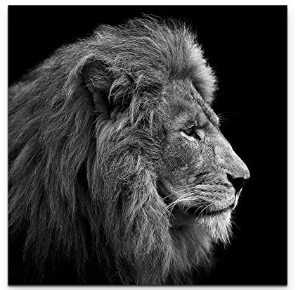 Paul Sinus Art Leinwandbilder | Bilder Leinwand 60x60cm Portrait Löwe schwarz/weiß