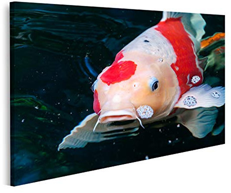 islandburner Prime Bild auf Leinwand Schöne Koi Fische Schwimmen im Teich Bilder Wandbilder Poster