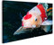 islandburner Prime Bild auf Leinwand Schöne Koi Fische schwimmen im Teich Bilder Wandbilder Poster