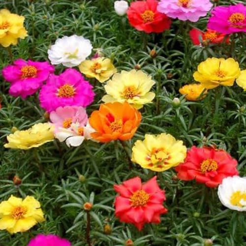 1000 pcs Moss Rosen Samen Moss Rose Seeds Gartensamen Double Mixed Colour Rosen Pflanzen Kaufen Blumenwiese Samen Mehrjährig Blumensaat Bodendecker Pflanzen Winterhart Wiesensaatgut