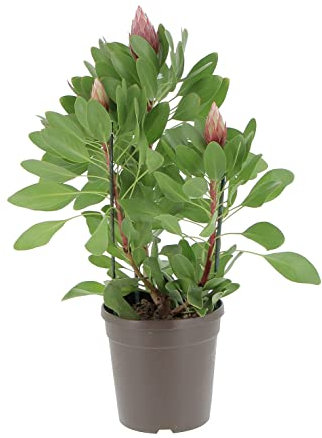 KENTIS - Protea 'Little Prince' - Protea Pianta Fiorita - Piante Vere da Esterno da Giardino Resistenti - H 50-60 cm Vaso Ø 17 cm